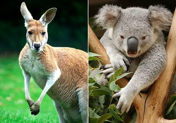 which-of-the-following-countries-is-known-for-its-kangaroos-and-koalas-guess-the-location